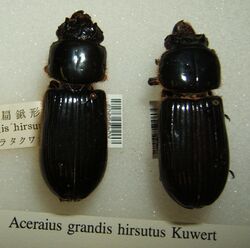 Aceraius grandis hirsutus sjh.jpg