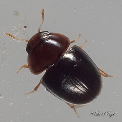 Acylomus - inat 123223548.jpg