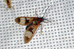Arctiid Moth (Cosmosoma festivum) male (Ctenuchinae) (8293647279).jpg