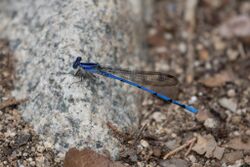 Argia lacrimans 44045543.jpg