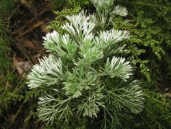 Artemisia capillaris 3.JPG