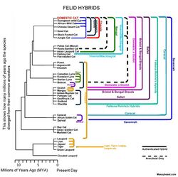 Authenticated Felid Hybrids (2013).jpg