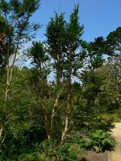 Azara microphylla 1.jpg