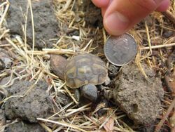 Baby tortoise.jpg