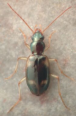 Bembidion festivum.jpg