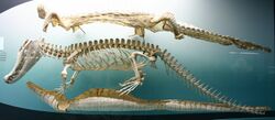 Black caiman skeleton.jpg