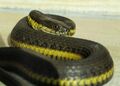 Blackbelly Garter Snake imported from iNaturalist photo 162669277 on 15 November 2021.jpg