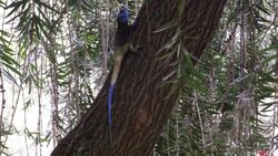 Blue-headed Tree Agama.JPG