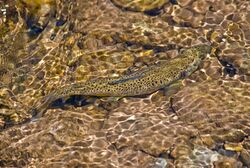 Browntrout050.jpg