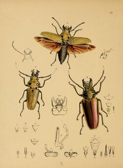 CabinetOrientalEntomology23.jpg