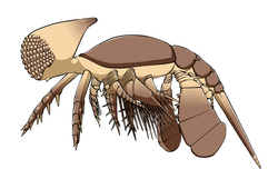 Cambropachycope.png