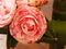 Camellia Japonica - C Lavinia Maggi.jpg
