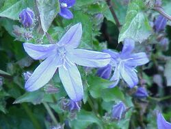 Campanula tommasiana0.jpg