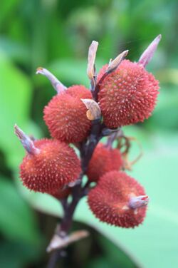 Canna edulis fruit.jpg