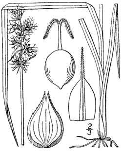 Carex muehlenbergii BB-1913.png