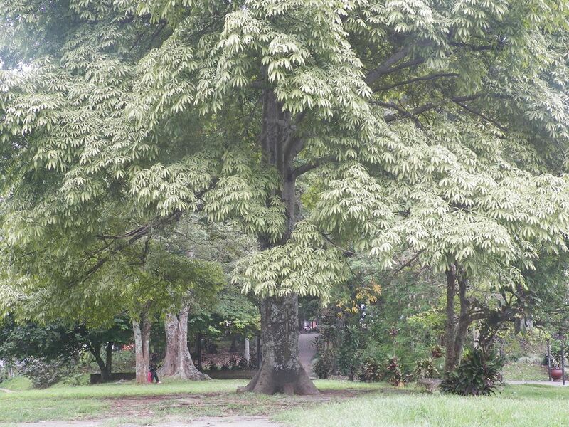 File:Ceiba pentandra L. Gaertn.jpg