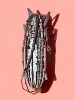 Cerambycidae - Neoptychodes trilineatus.jpg
