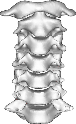 Cervical spine Anterior.png