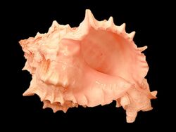 Chicoreus erythrostomus shell.jpg