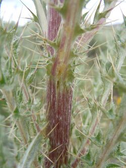 Cirsium brevistylum (5975949740).jpg