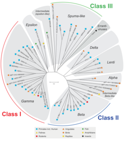 Classes of ERVs.svg