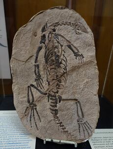 Claudiosaurus germaini - Redpath Museum - McGill University - Montreal, Canada - DSC07787.jpg