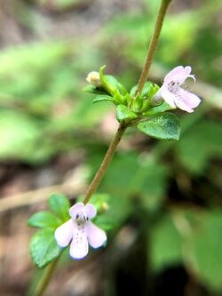 Clinopodium talladeganum.jpg