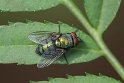 Close-up of Chrysomya (Old World blow fly) on a green leaf.jpg