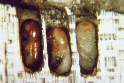Columbian timber beetle adult and pupae.jpg