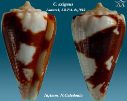 Conus exiguus 1.jpg