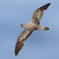 Cory's Shearwater from the Crossley ID Guide Britain and Ireland crop.jpg