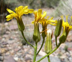 Crepis intermedia 4.jpg