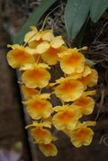 Dendrobium jenkinsii - Flickr 003.jpg
