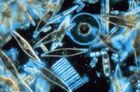 Diatoms through the microscope.jpg