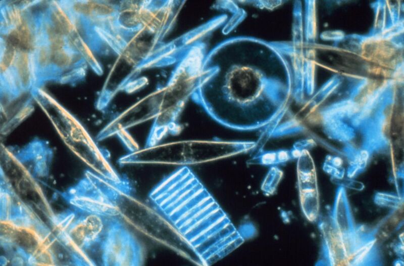 File:Diatoms through the microscope.jpg