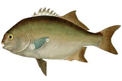 Dichistius capensis Histoire naturelle des poissons (10438601306).jpg