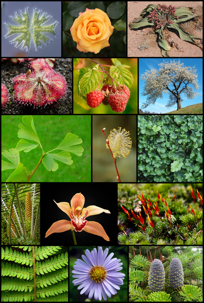 File:Diversity of plants (Streptophyta) version 2.png
