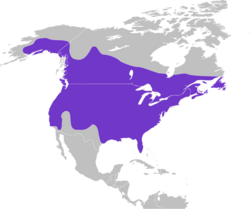 Dryobates pubescens map.svg