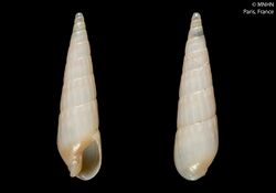 Duplicaria albofuscata (MNHN-IM-2000-21475).jpeg
