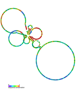 ENOD40 secondary structure and sequence conservation.png