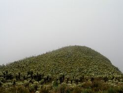 Espeletias in Ecuador.jpg