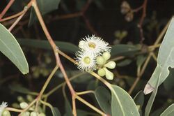 Eucalyptus fasciculosa buds.jpg