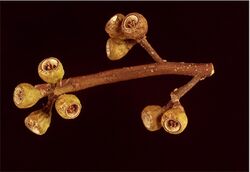 Eucalyptus foecunda fruit.jpg