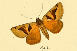 Euclidia munita.gif