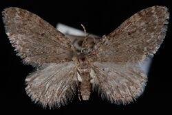 Eupithecia annulata.jpg