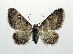 Eupithecia valerianata1.jpg