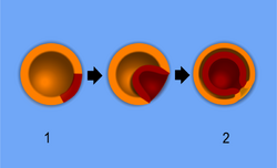 Gastrulation.png