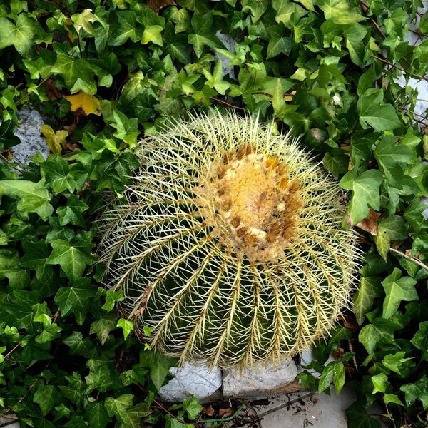 File:Gibraltar cactus.jpg