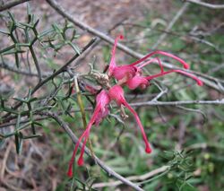 Grevillea asparagoides.jpg