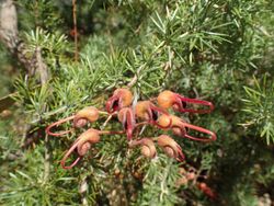 Grevillea batrachioides.jpg